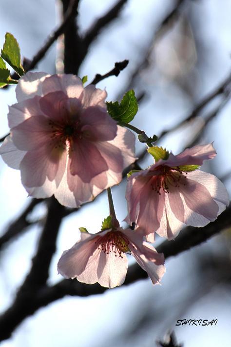 十月桜