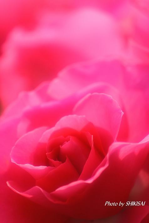 薔薇の季節