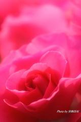 薔薇の季節