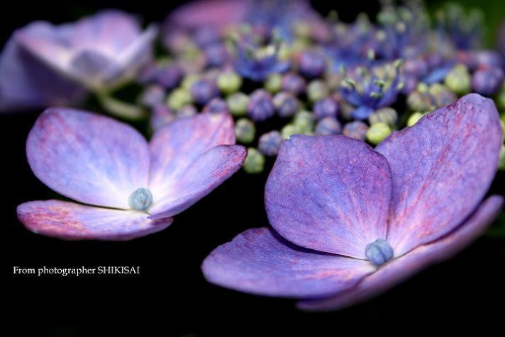 最後の紫陽花