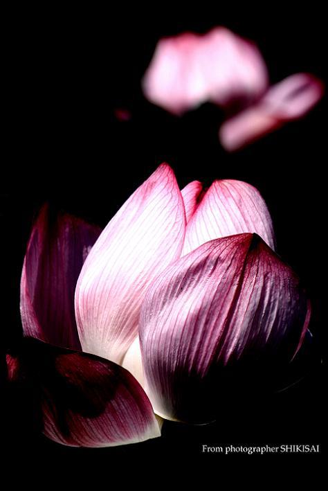 蓮の花