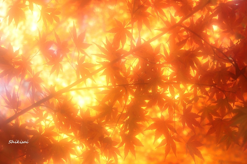 冬紅葉 ep3