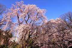 しだれ桜(六義園)