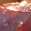 雨上がり3
