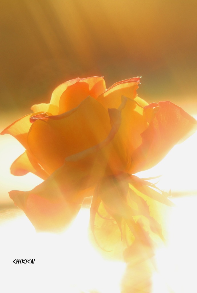 冬薔薇4