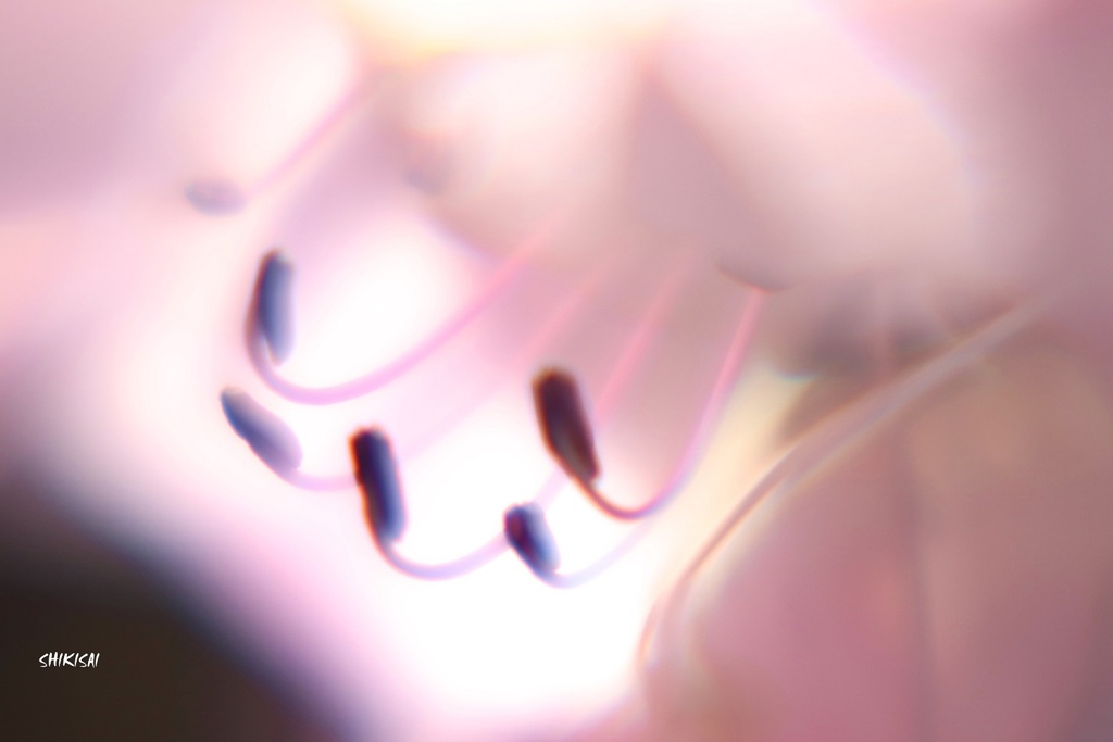 ツツジ ep1
