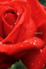 薔薇の世界
