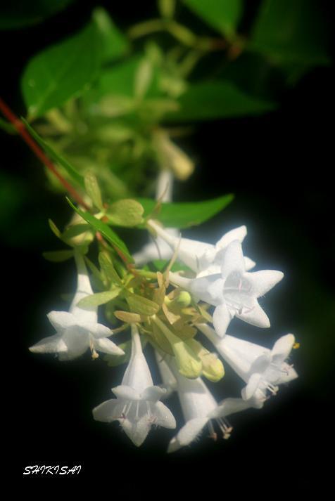 夏の花