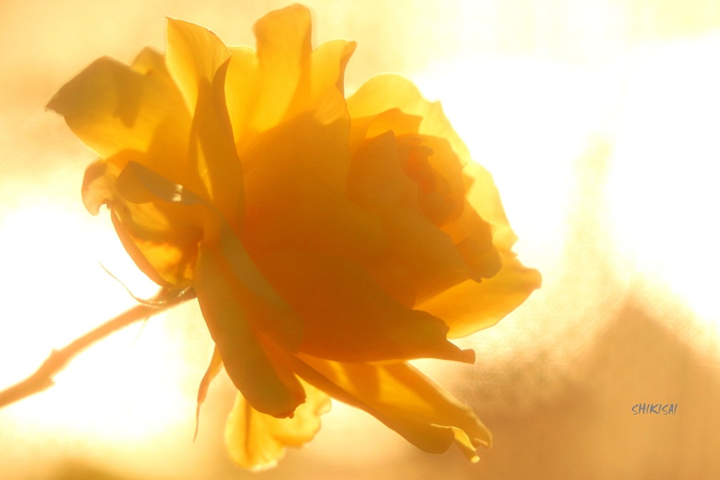 夕暮れの薔薇 ep2