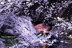 夜桜