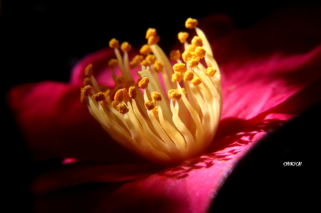 山茶花