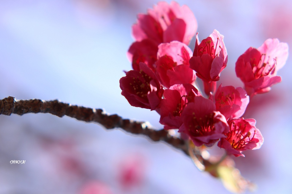 寒緋桜 ep2