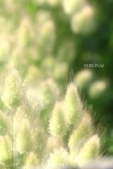 ５月に咲く花