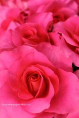 薔薇の誘惑