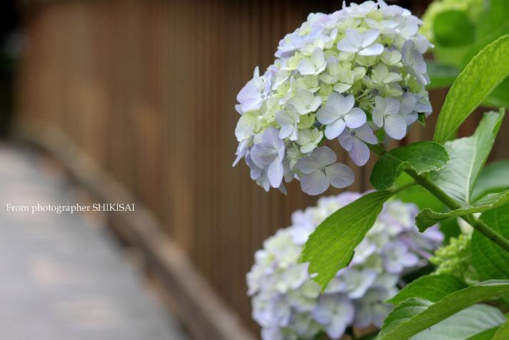 紫陽花