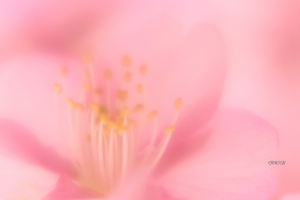 河津桜2020 ep11