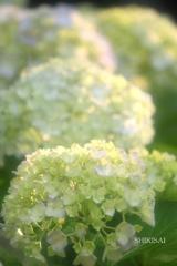 紫陽花探訪