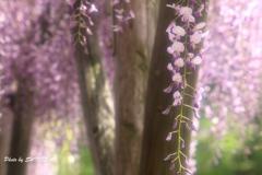 亀戸天神藤の花