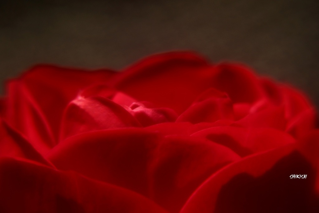 冬薔薇3