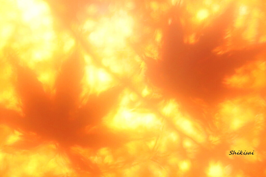 冬紅葉 ep2