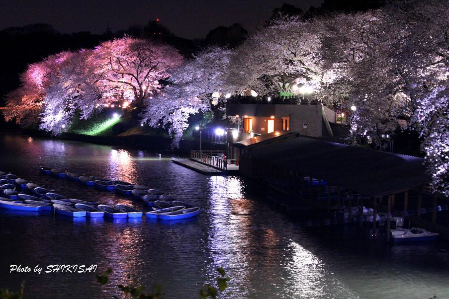 夜桜