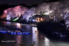 夜桜