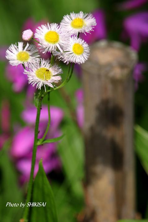 四季の花