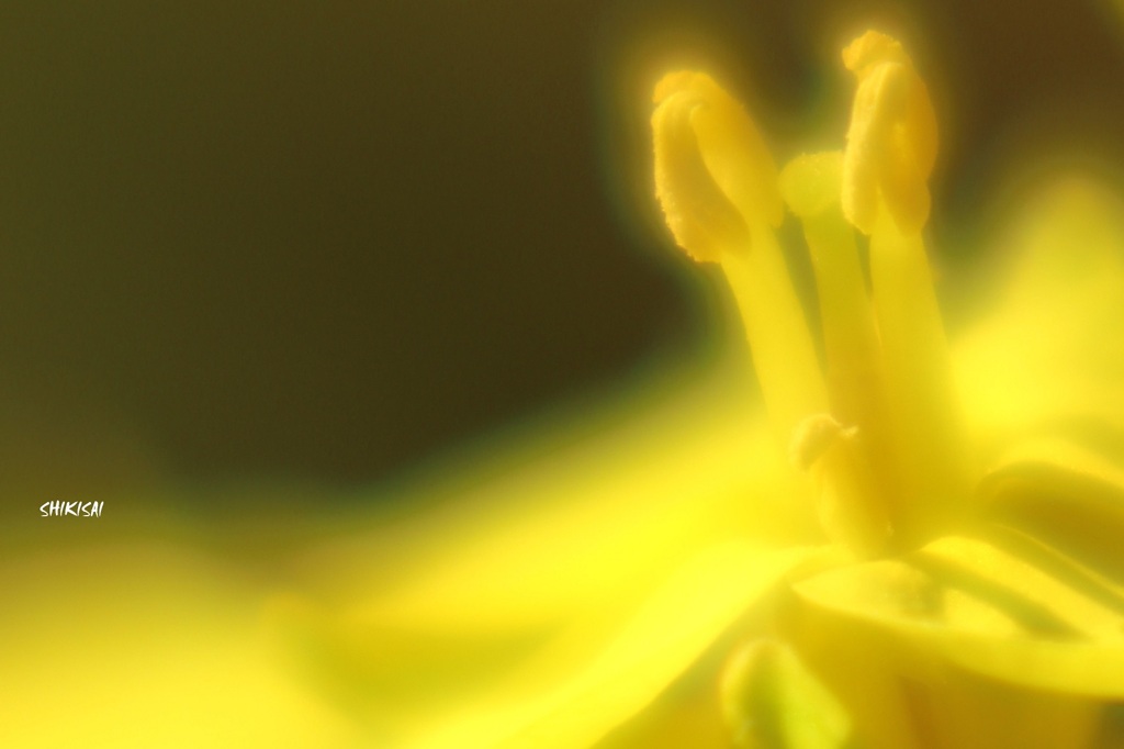 菜の花
