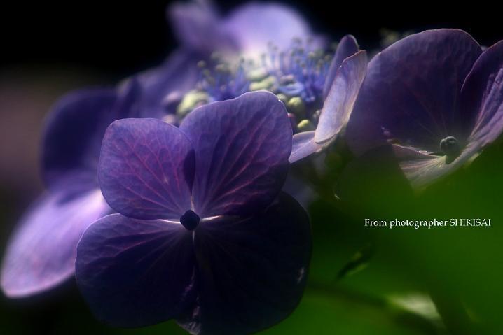 妖艶☆紫陽花
