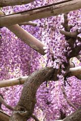 亀戸天神藤の花