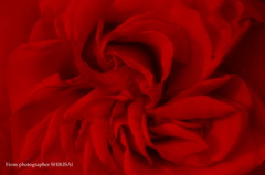 薔薇の香り
