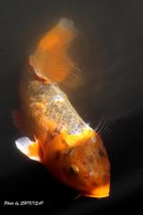 鯉