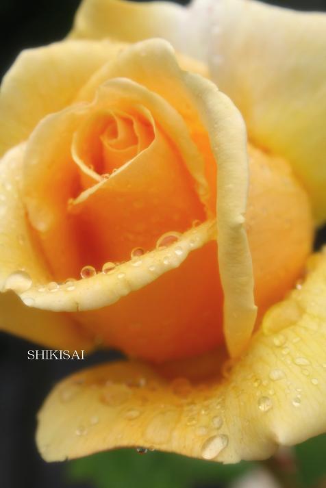 艶やかな薔薇