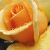 艶やかな薔薇