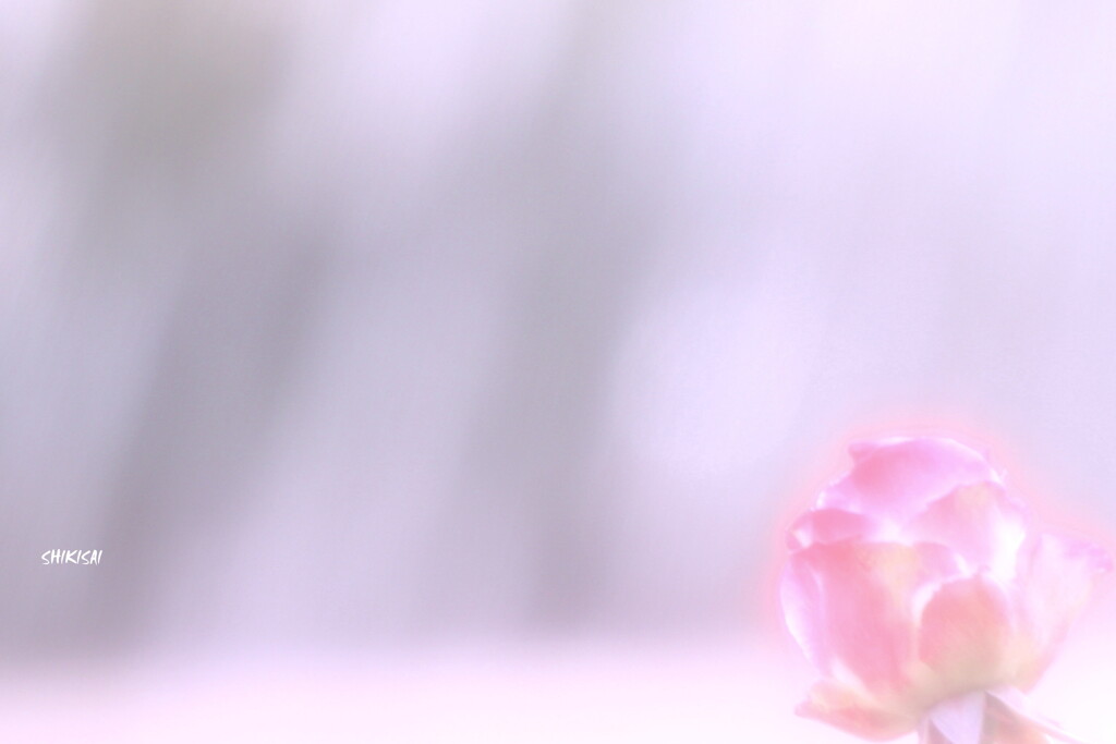 Pure ep1