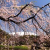 しだれ桜(小石川後楽園)