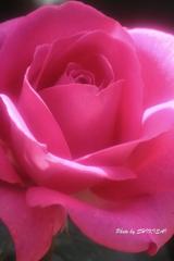 薔薇の世界