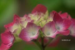 紫陽花の世界