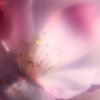 しだれ桜