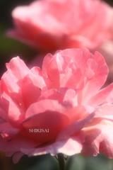 薔薇の世界
