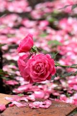 薔薇の散り際