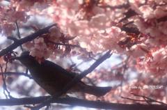 寒桜