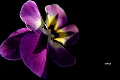 PANSY 2