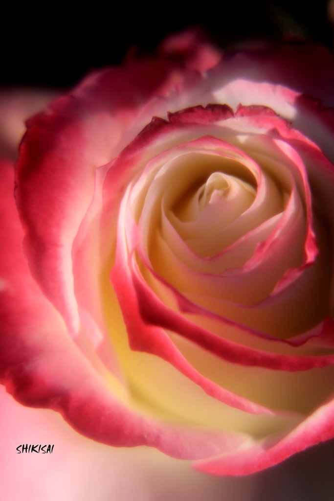 冬薔薇1