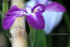 菖蒲