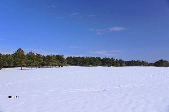 大雪から一夜明けて3