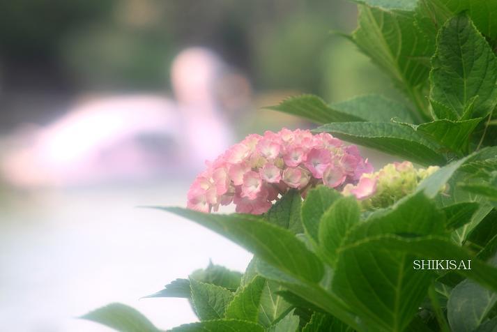 紫陽花探訪