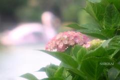 紫陽花探訪