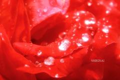 水も滴る赤い薔薇
