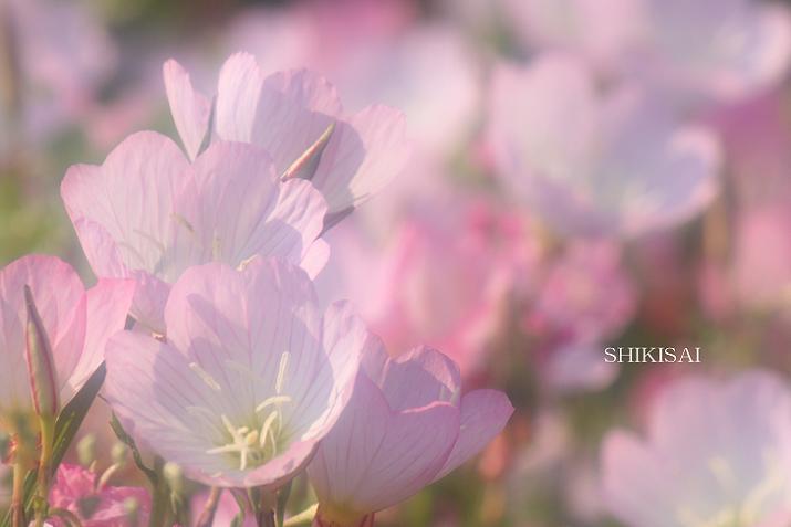 桃色昼咲き月見草